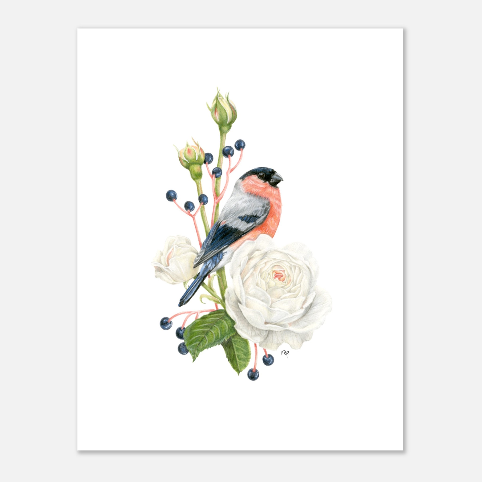 Bullfinch perched on a white rose with green buds and berries, detailed and elegant botanical illustration.