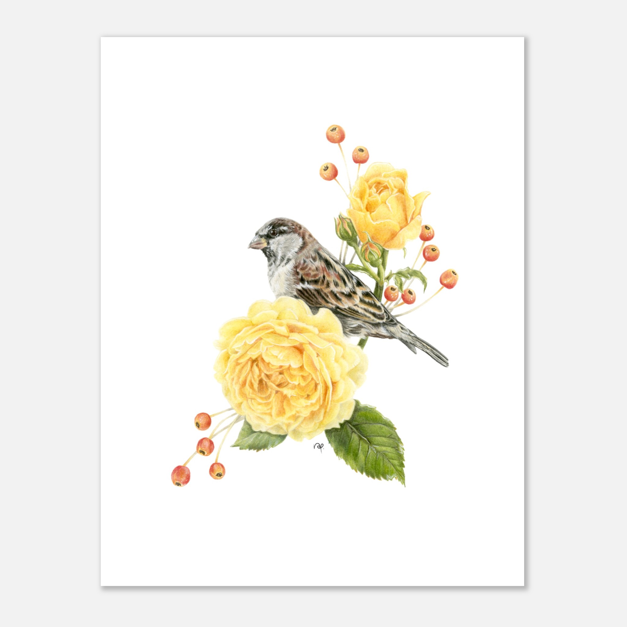 Sparrow perched on vibrant yellow roses with red berries, nature illustration on a white background.